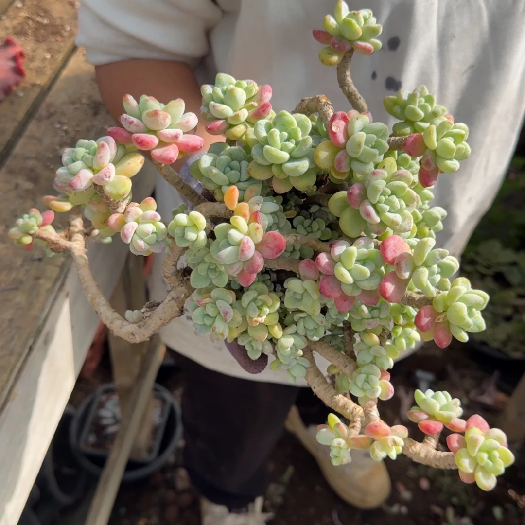 碧***开劳尔 一颗 不包损68号