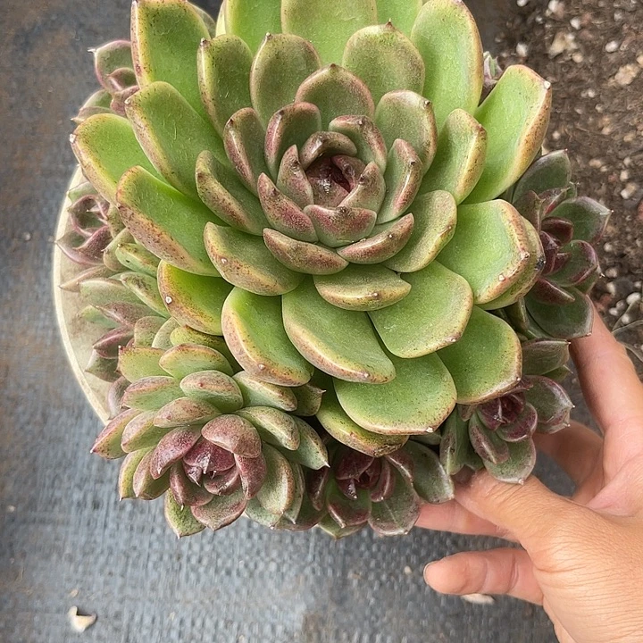 晨语多肉，一物一拍紫水晶