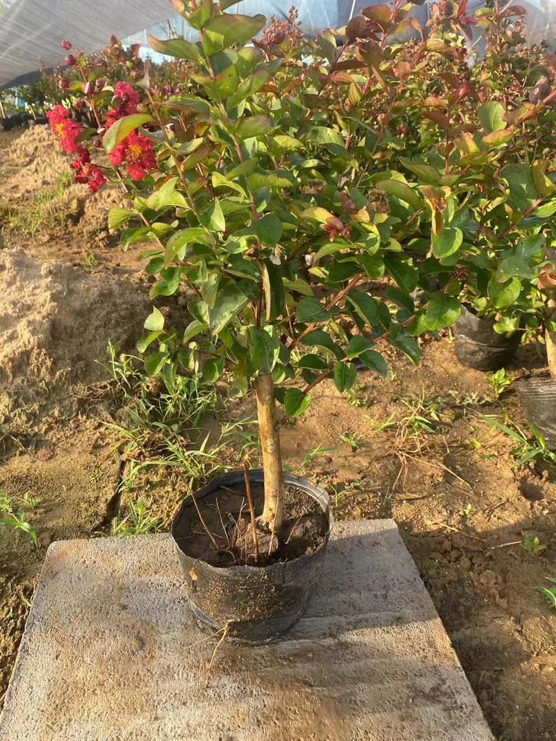 大红花紫薇盆栽树苗庭院四季观赏植物当年开花