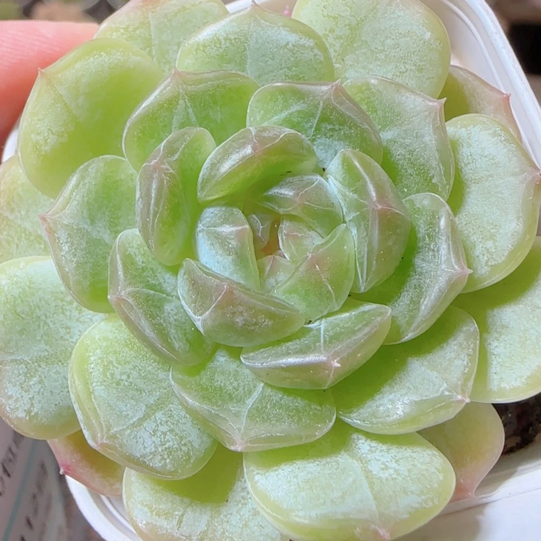 花语逸镜1112-228白恋