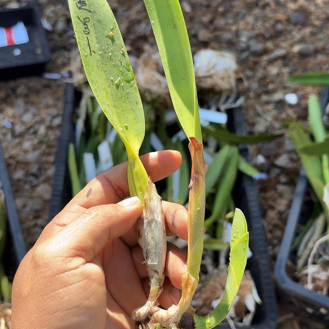 完全开放蓝色罗巴塔