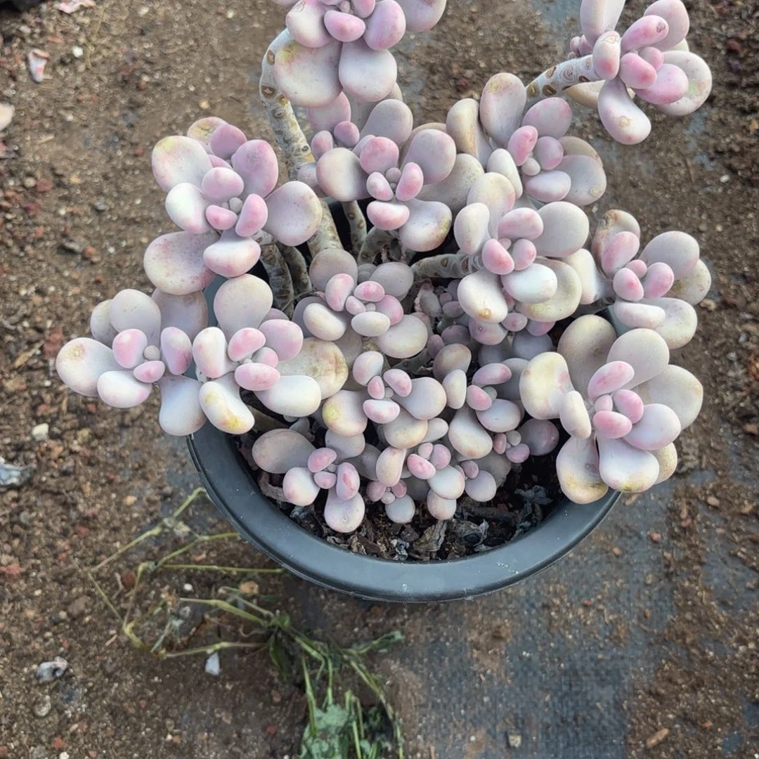 小****740号老庄多肉植物