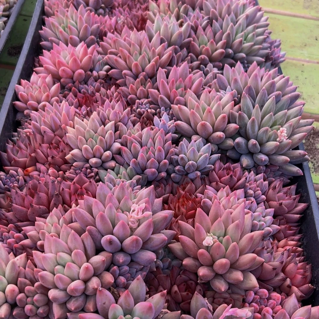 030多肉葡萄领导人物简介曾