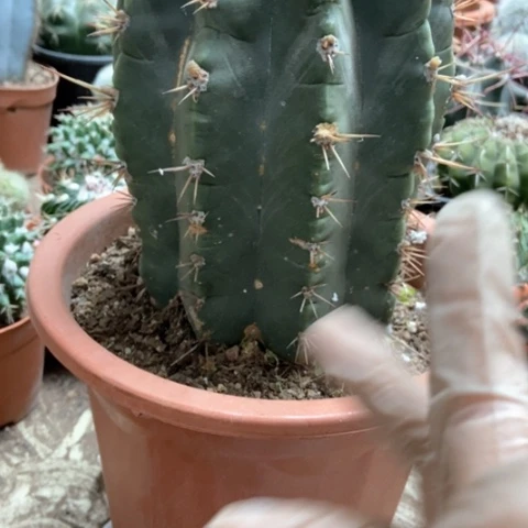 仁王冠仙人球40米仙人球