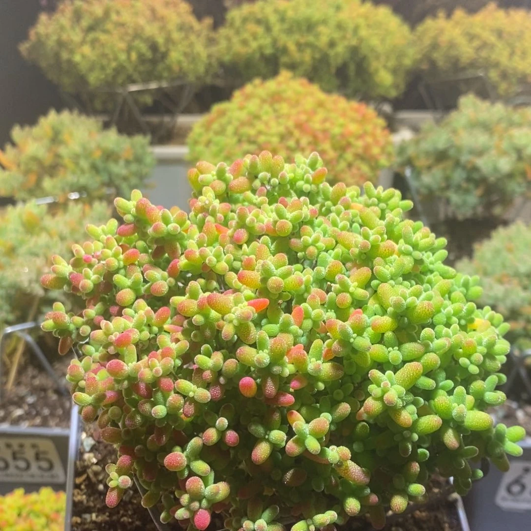 金桔枝干番杏655