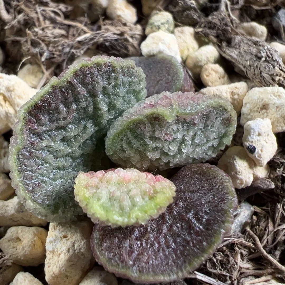 w贝壳造型冰晶纹款实生新品