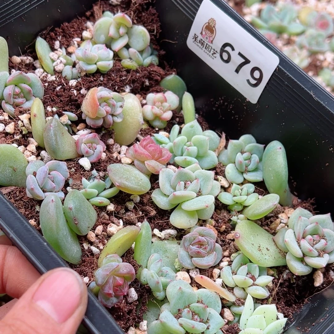 ?****浠多肉植物多肉植物