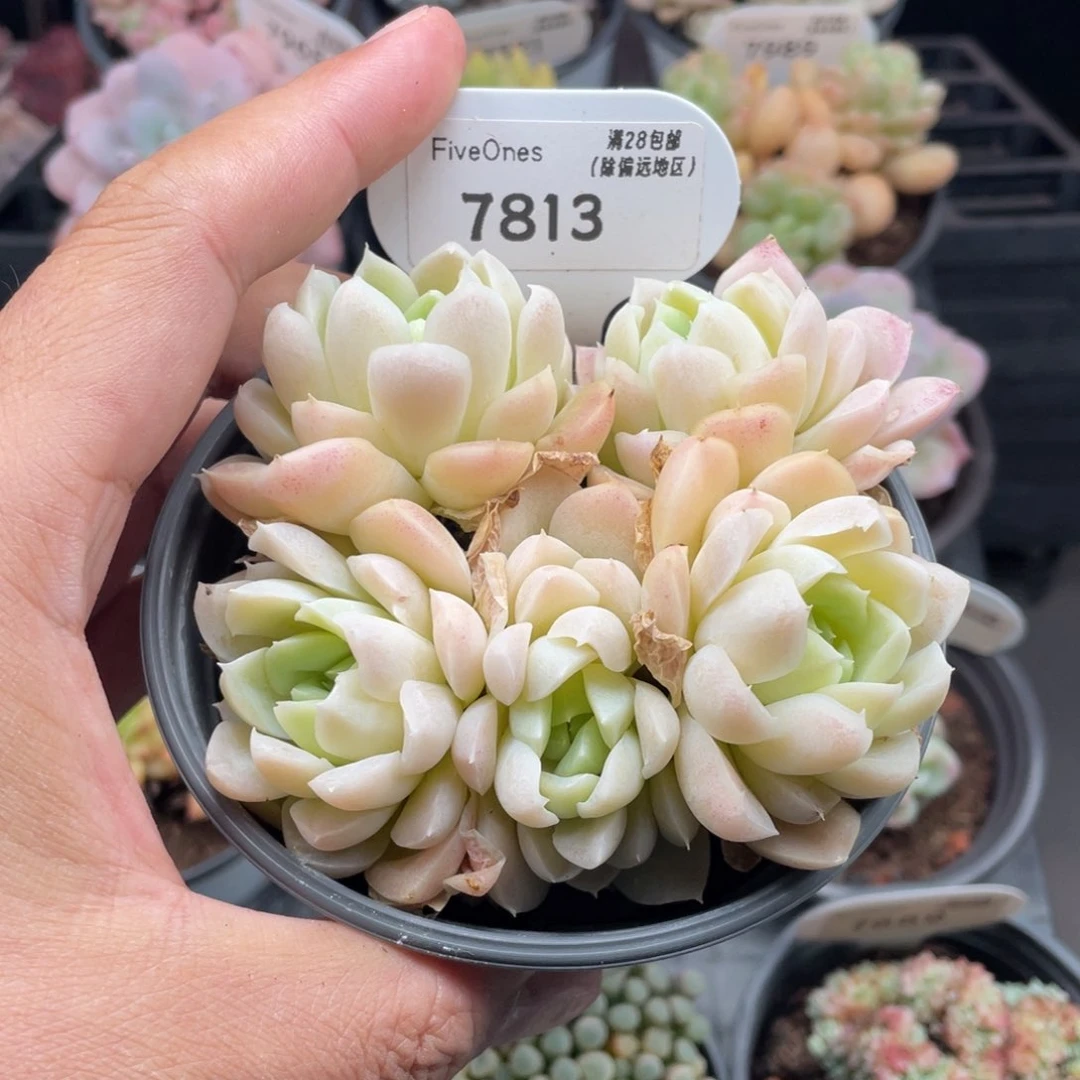 白月影7813-10厘米