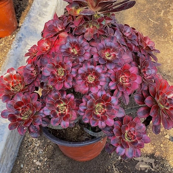 多肉植物香奈儿580多肉