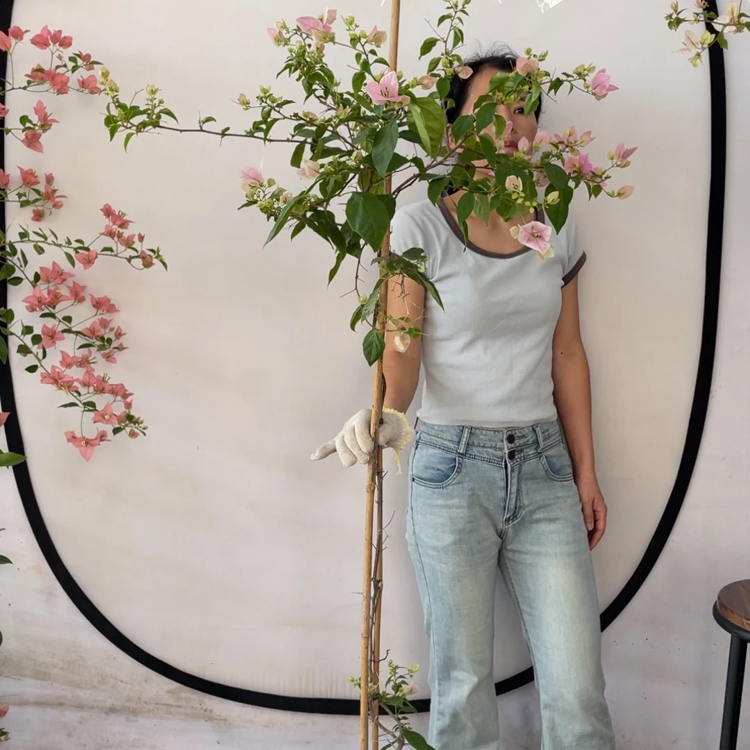 大部分花苞少量开放三角梅