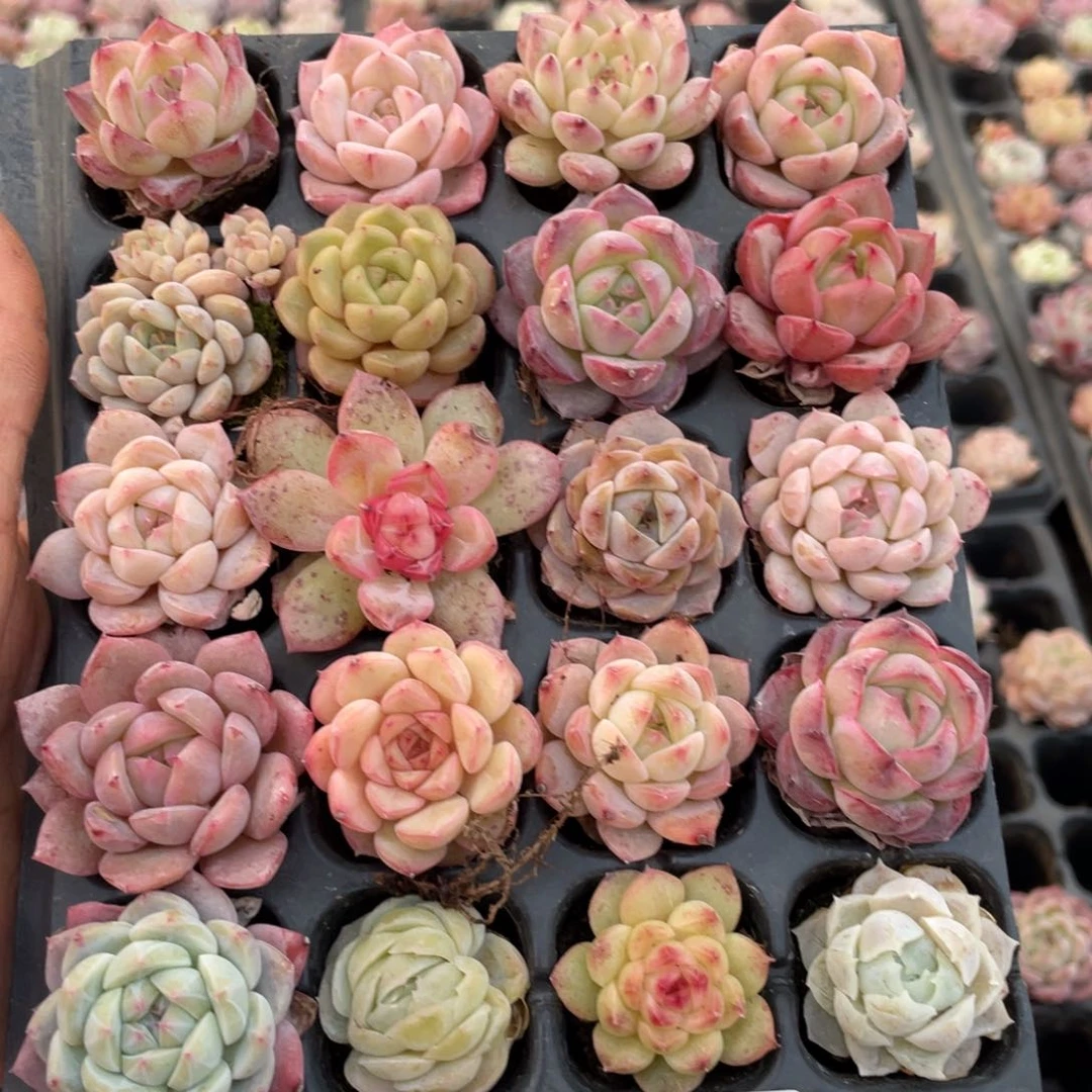 y**a一物一拍20棵小苗29-255