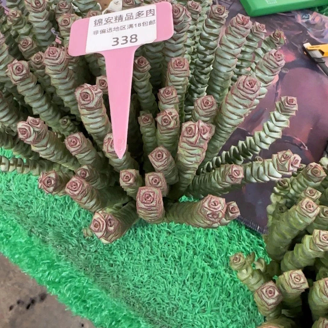 幸**猪锦安精品多肉植物338