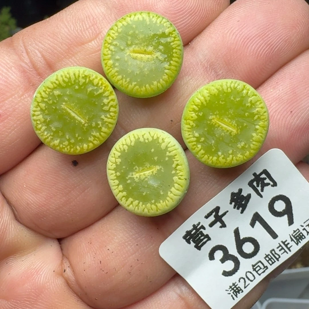 绿光阳4颗。