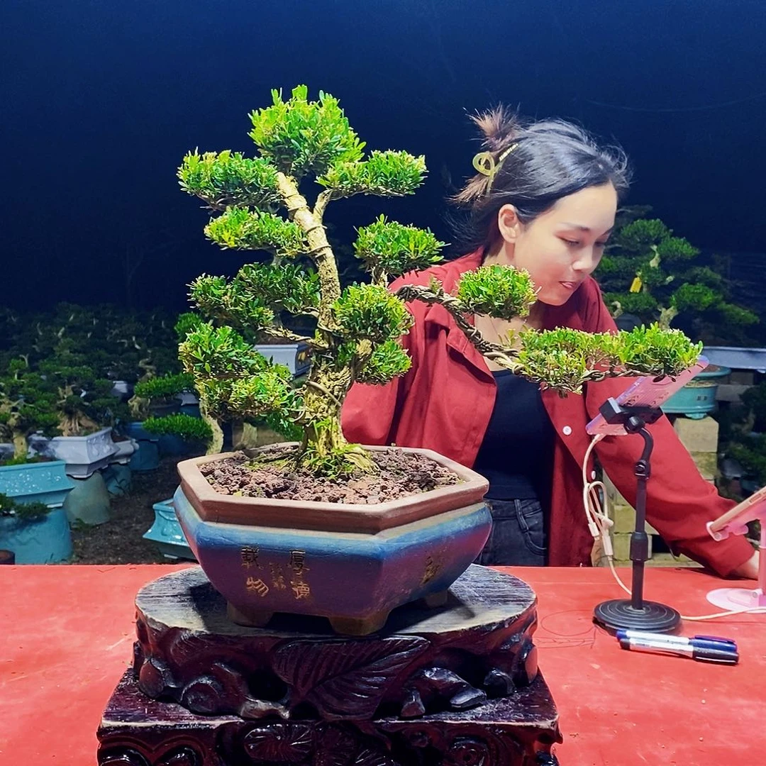 当前无花朵，栽培后可花朵