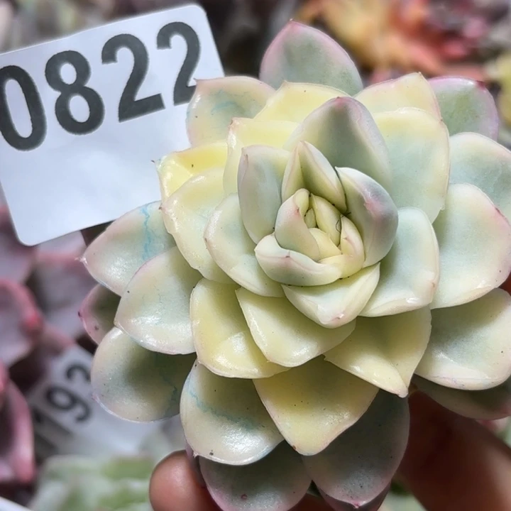 雪鸳多肉植物满18包邮当场凑单