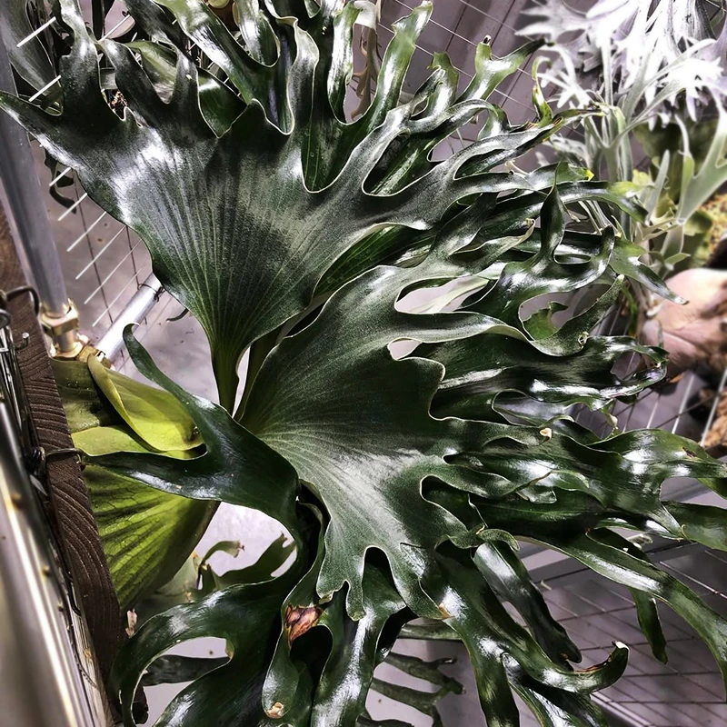 美杜莎鹿角蕨孢子苗暗黑系鹿角蕨8cm盆径包邮