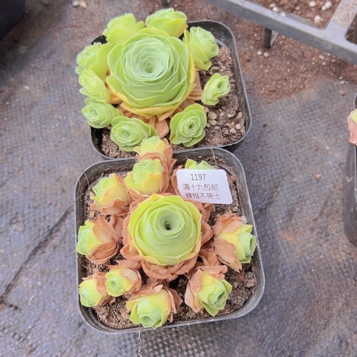 1197 裸根不带土福利