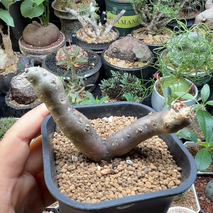 黑皮月界 452 仙人球