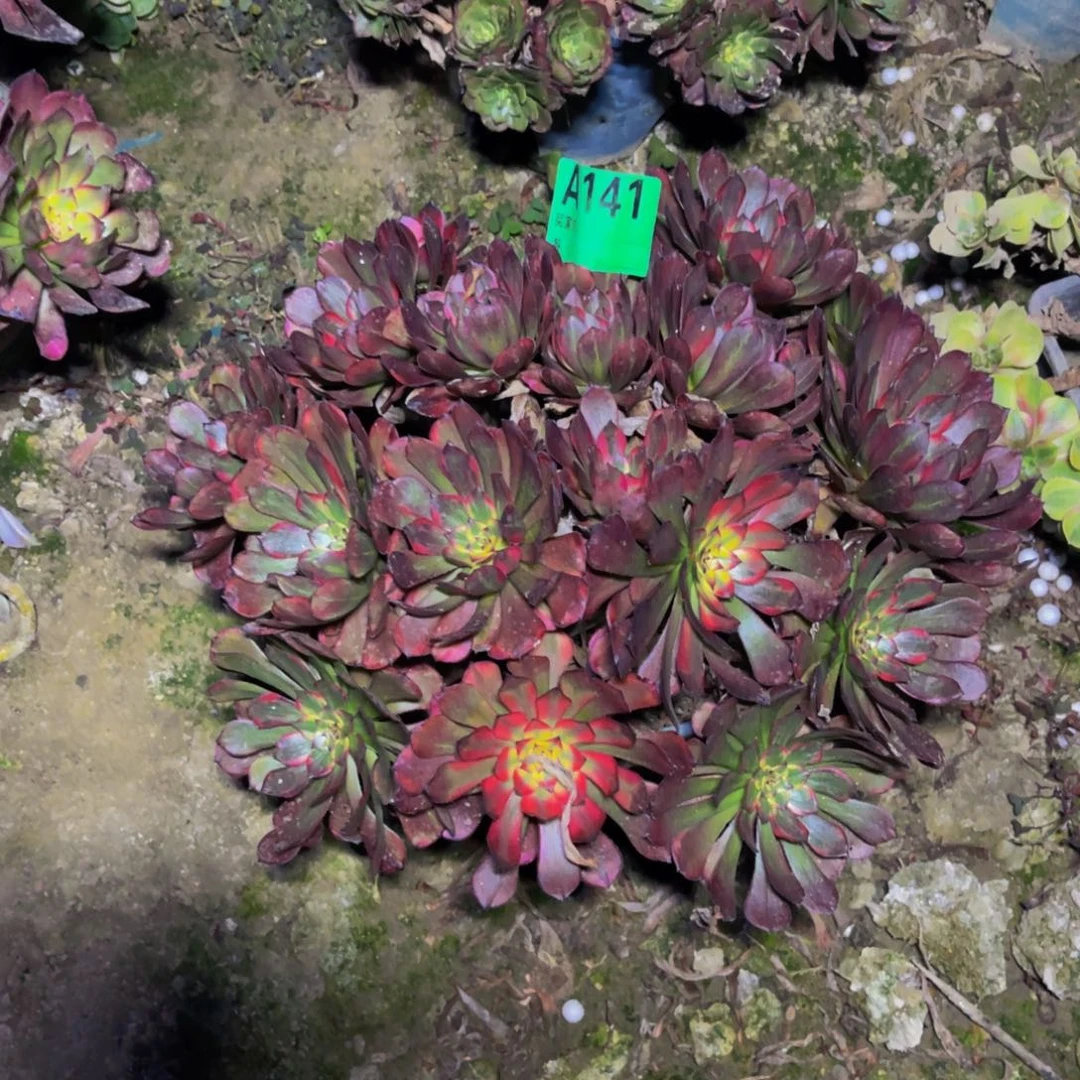 烟花法师朵朵5-1¥¥