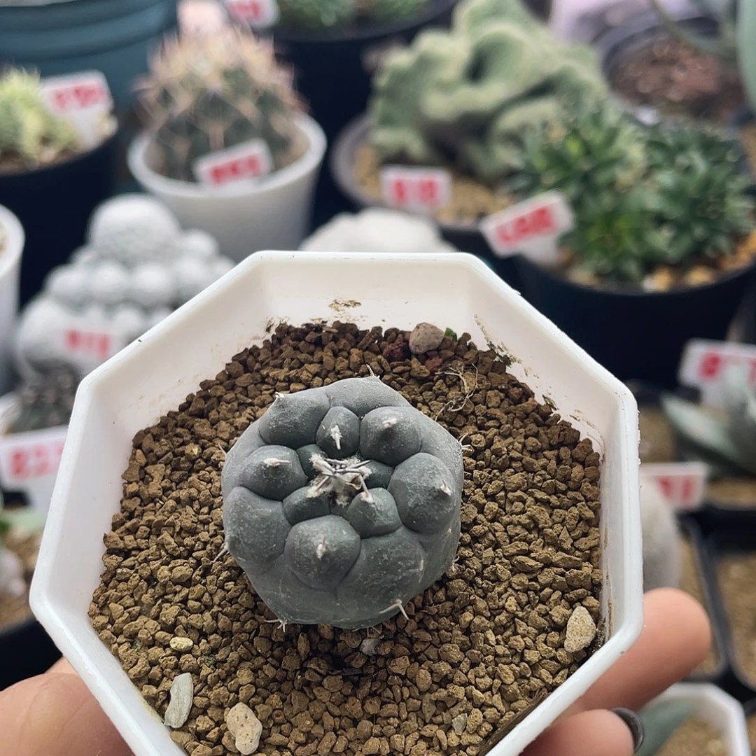 实生大尤佛头东云娇丽