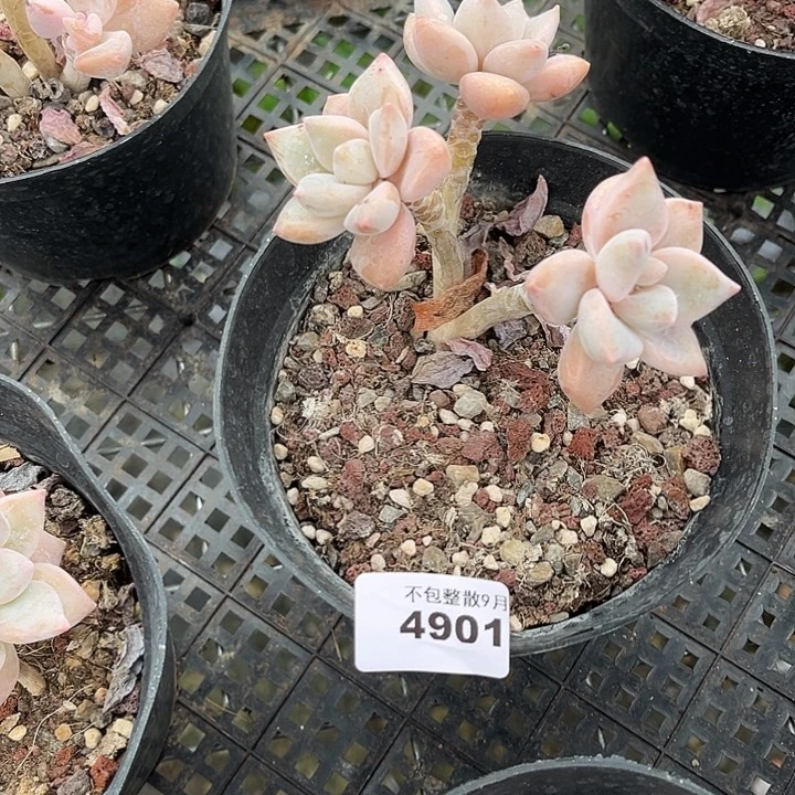 阿雅园艺。      4901龙蛋