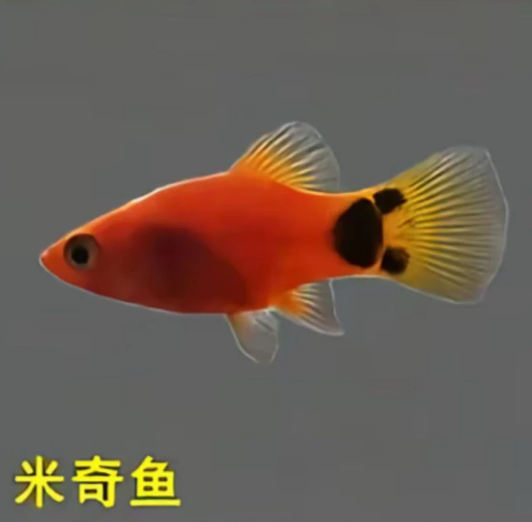 新奇宠物福利品！耐养热带米奇鱼多种观赏鱼，新手练手，闯缸必备，