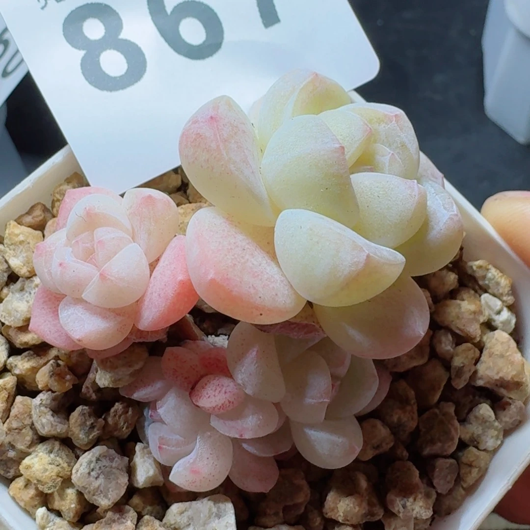 白底糖心      愿你一路坦途，乘风破浪展宏图