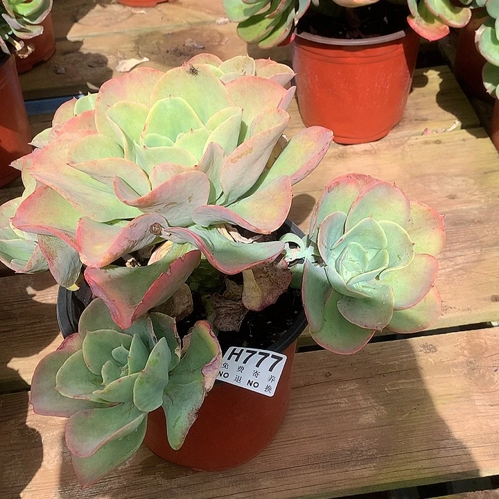 唐***啦卷叶莫妮卡 非偏远38包邮 节后发