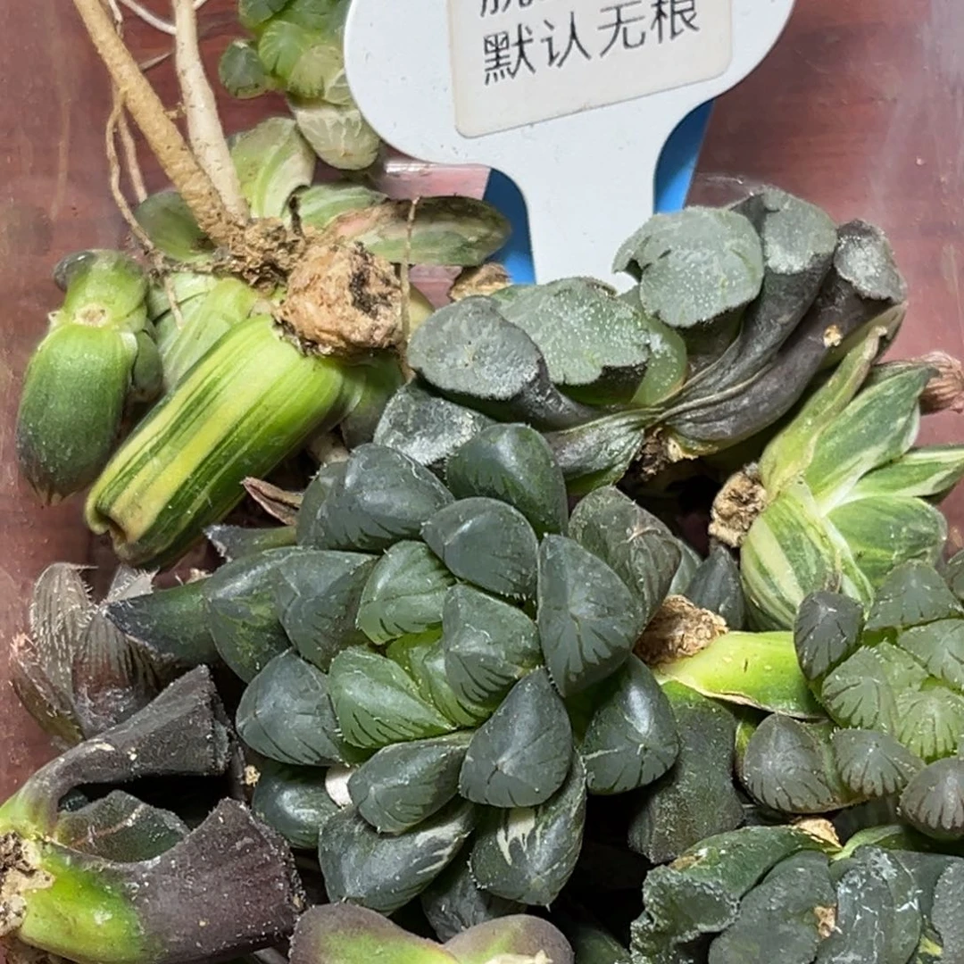 用****0恭喜发财大吉大利578