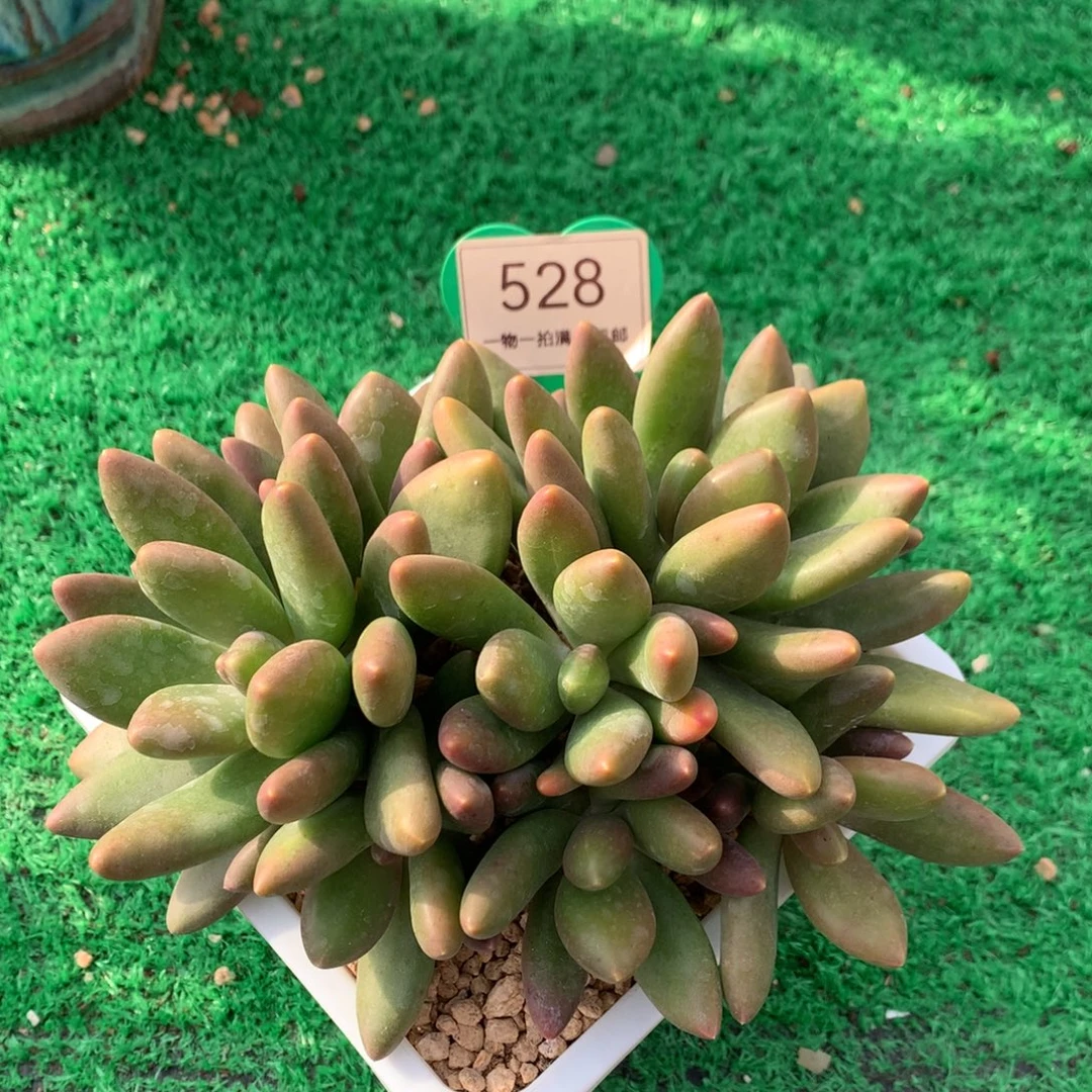 芒果奶无砍平头9头528