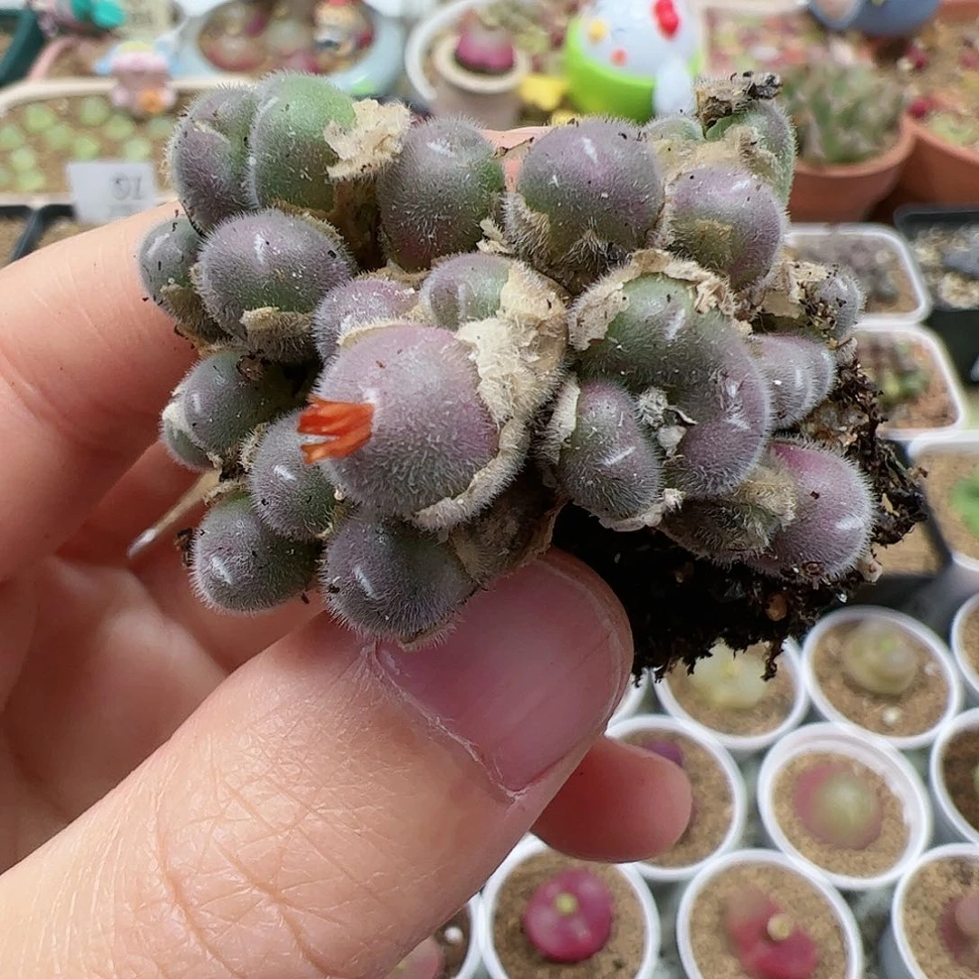 【闪购商品】61 平安福利