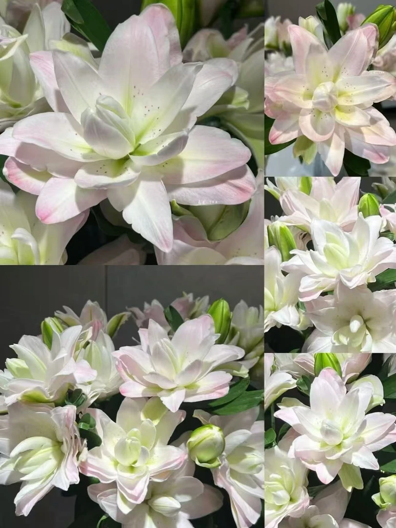 【种业】阳光粉韵重瓣百合花颜色     每个地区温差不同颜色不同