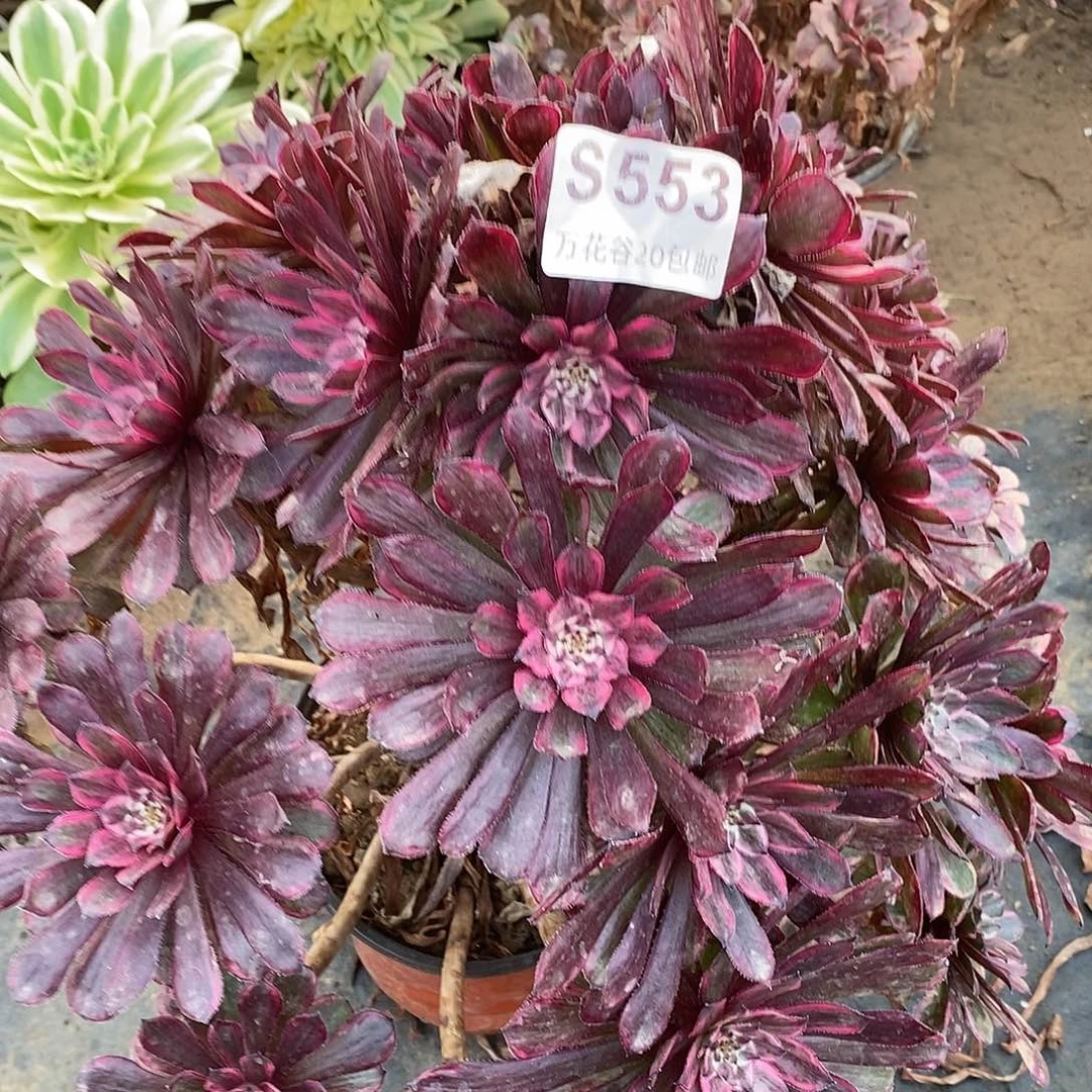 553紫霞仙子多肉植物