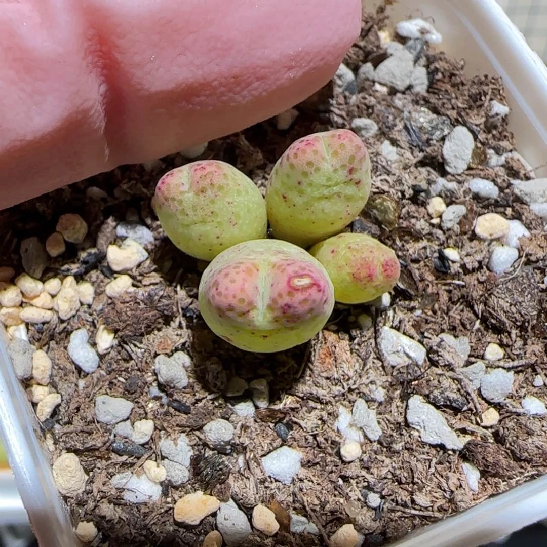 肉锥多肉植物百科-草莓斑马45