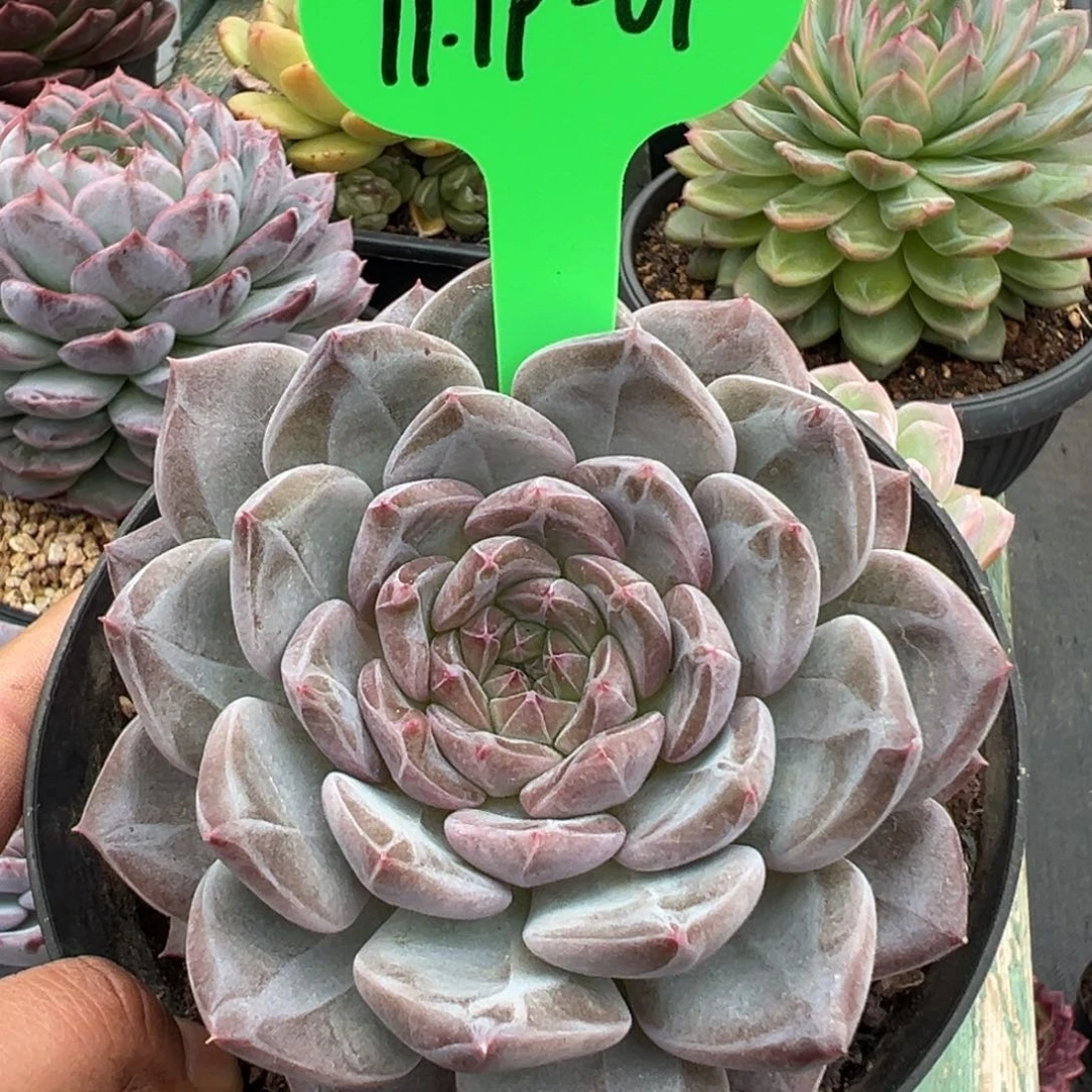 1119-09，11111111111