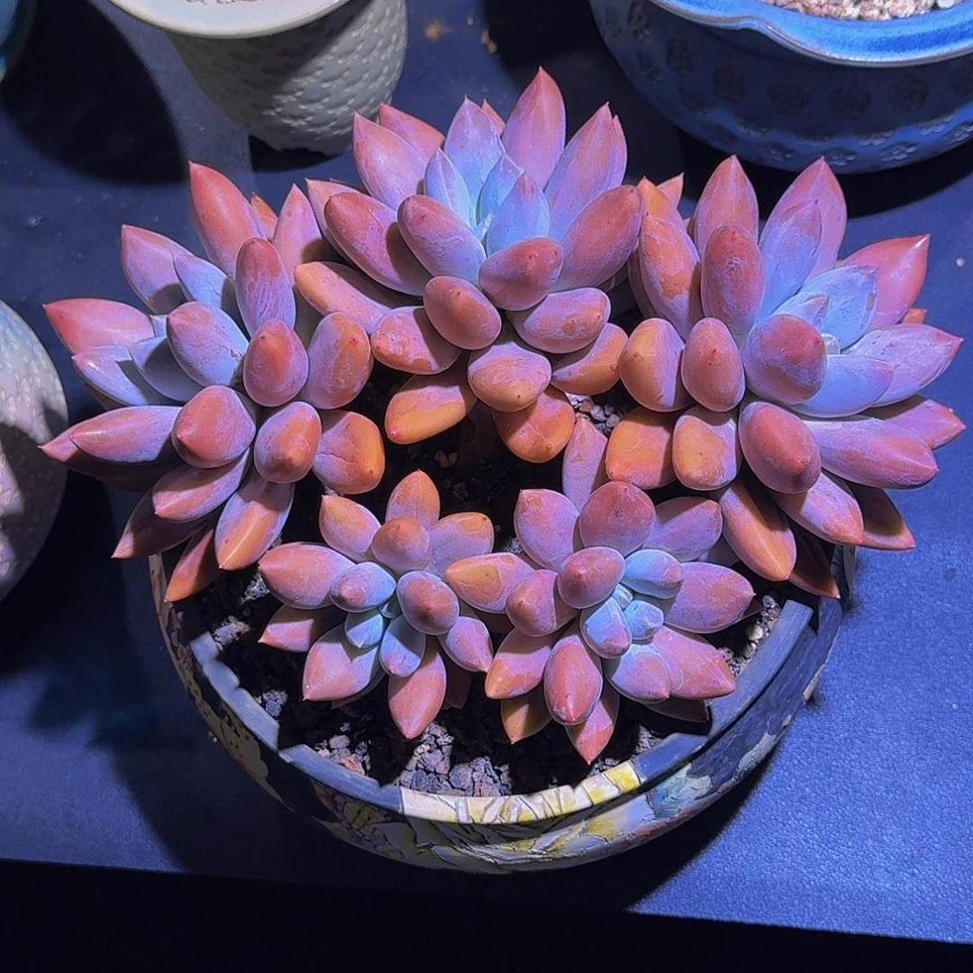 焦糖体 5头 一物一拍