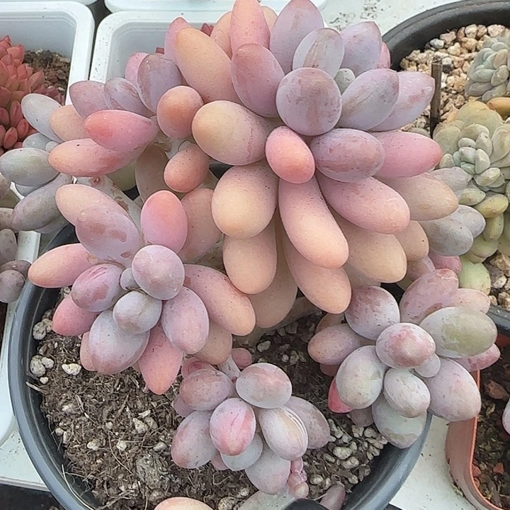 青蛙王子儿童牙膏11