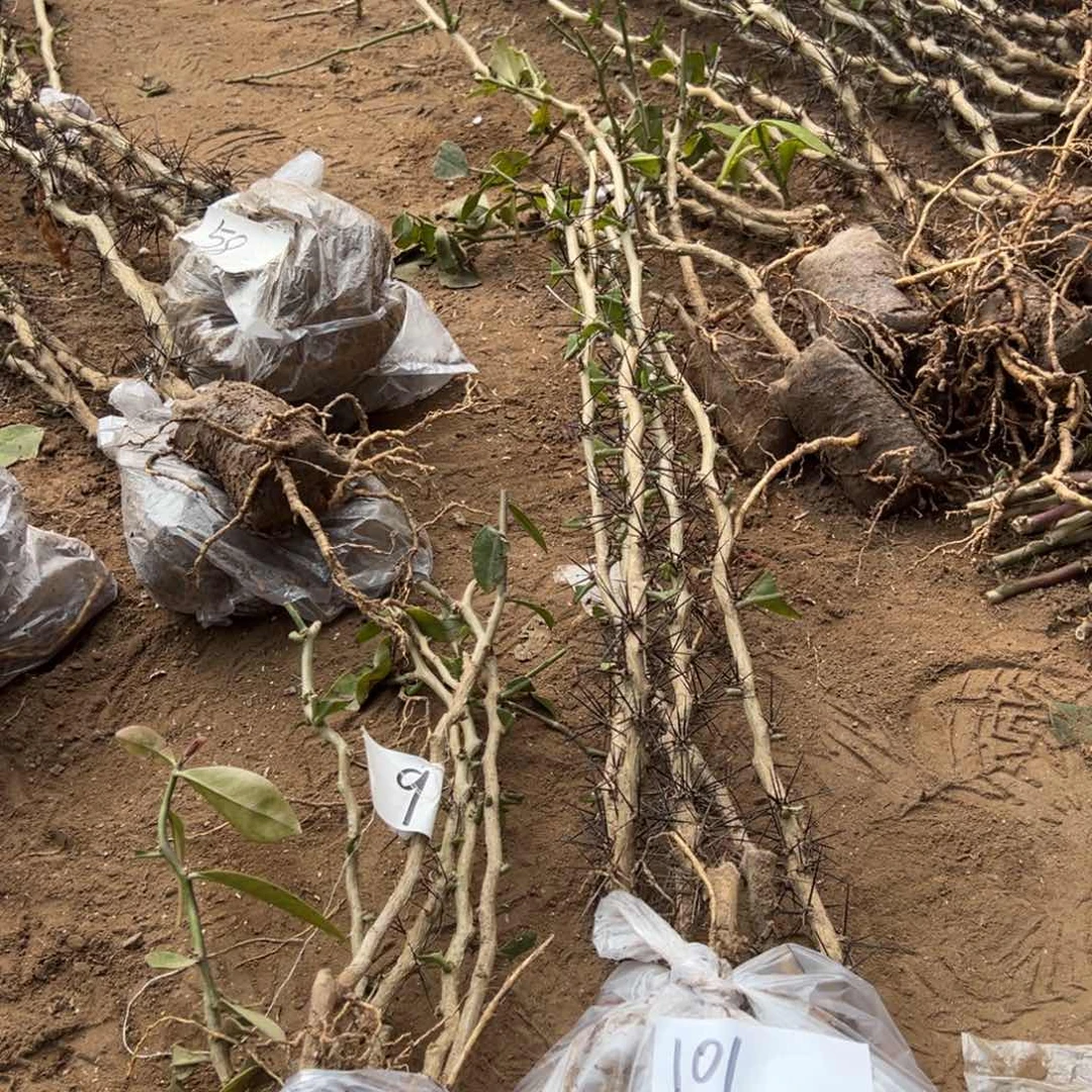 60公分直杆叶仙五颗编号101