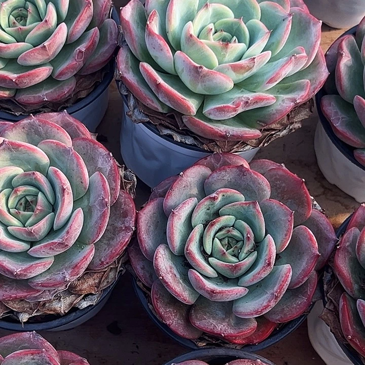 三文鱼       福利多多