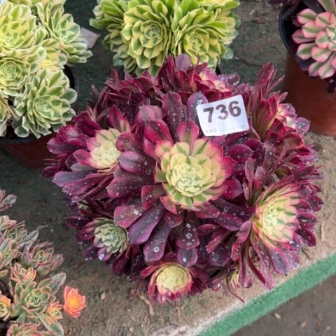 736铜壶锦朵朵多肉，