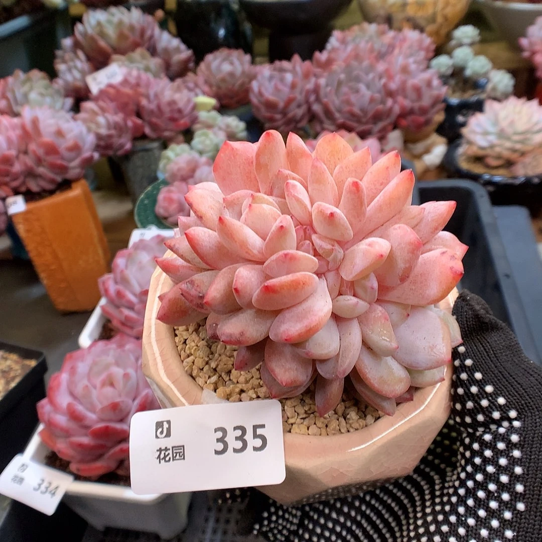 335雪天使缀化多肉植物6666