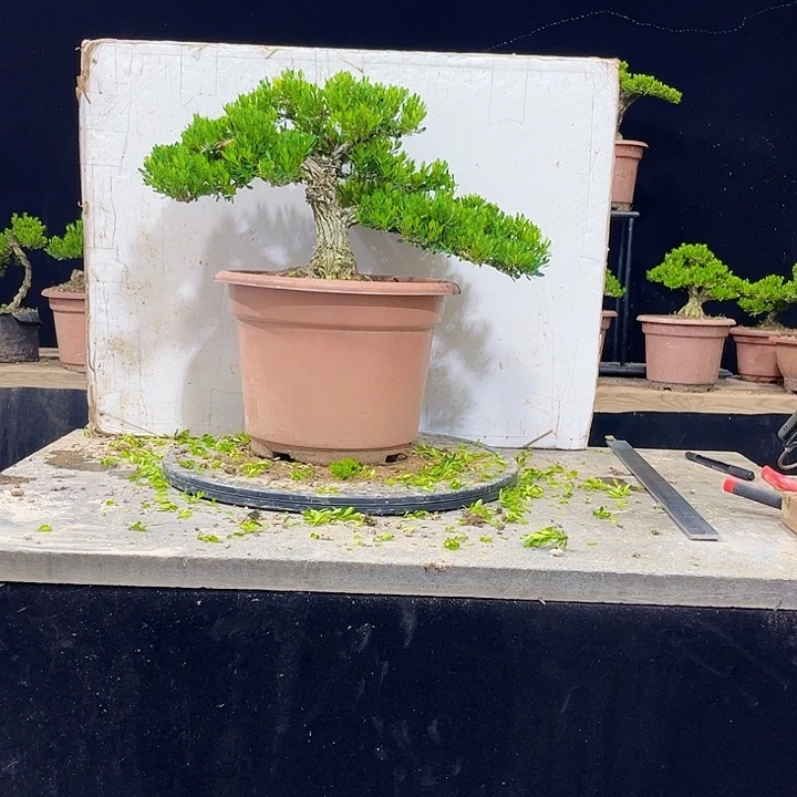 无花朵黄杨盆景四季常绿