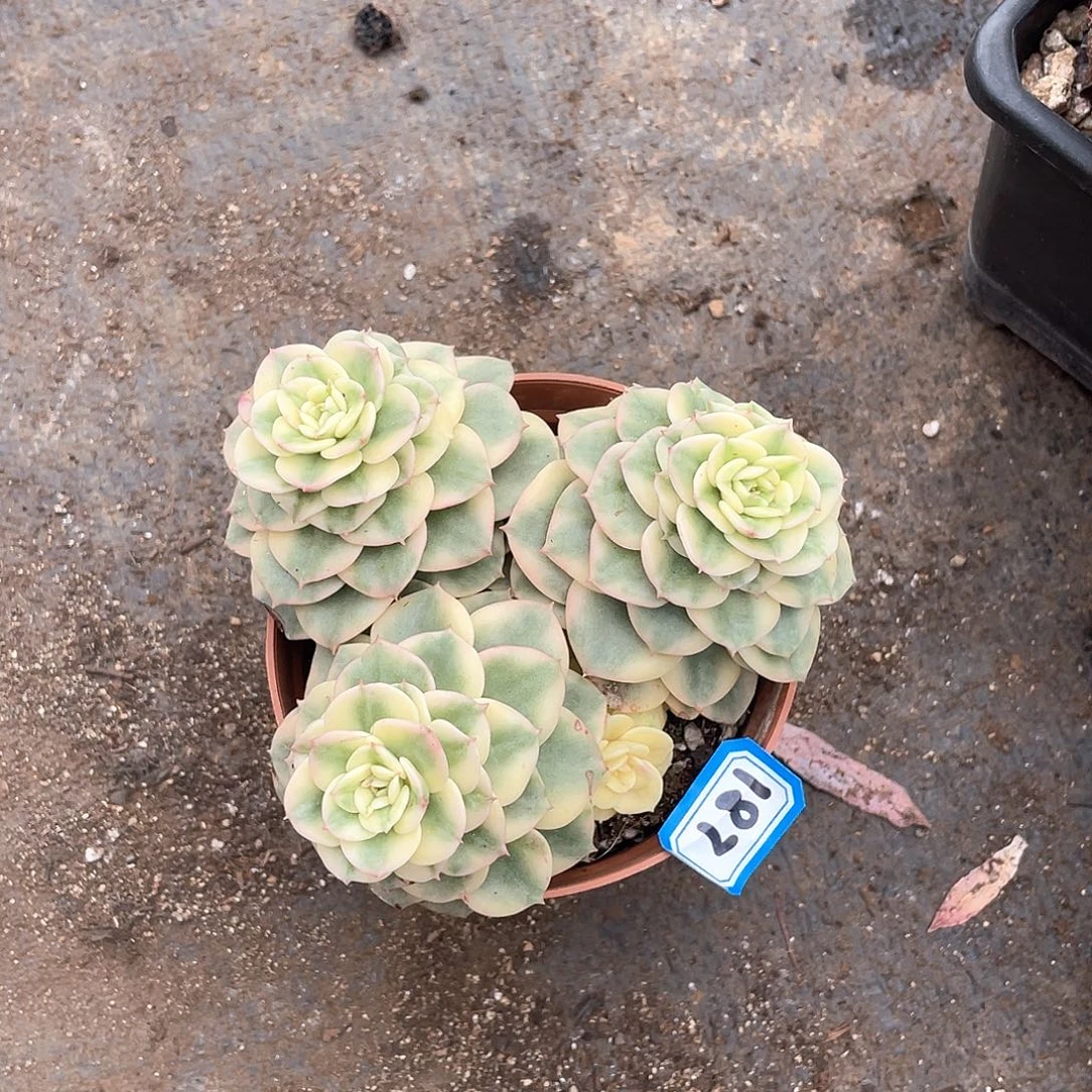187蜡牡丹锦一物一拍多肉