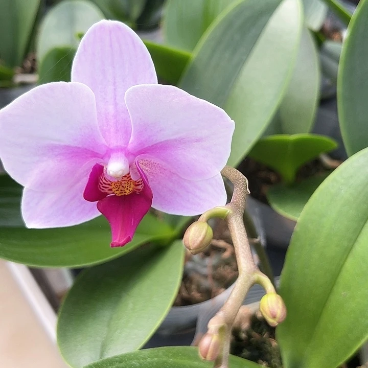 宝贝2.8带剑发货