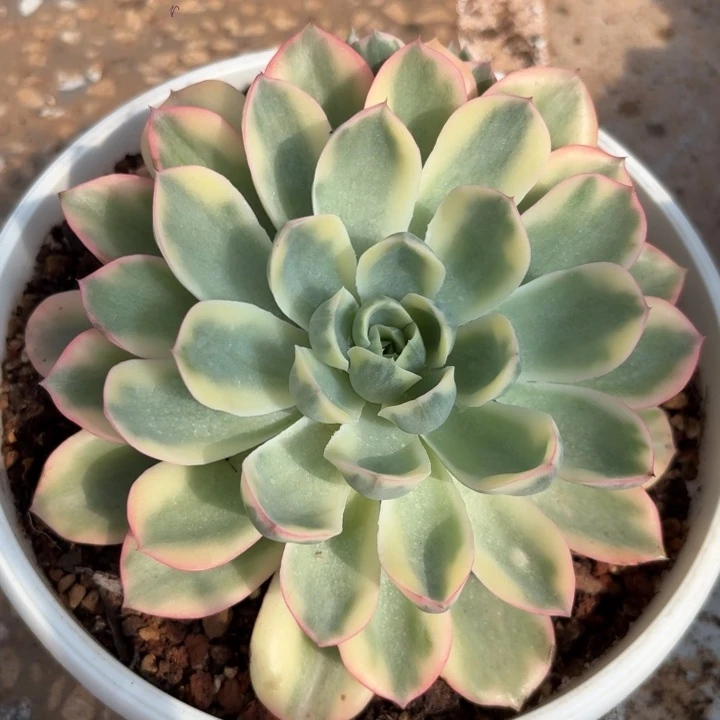 泪无痕锦一物一拍