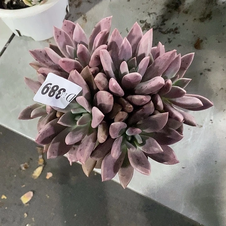 仰***空386桃花源多肉植物多肉