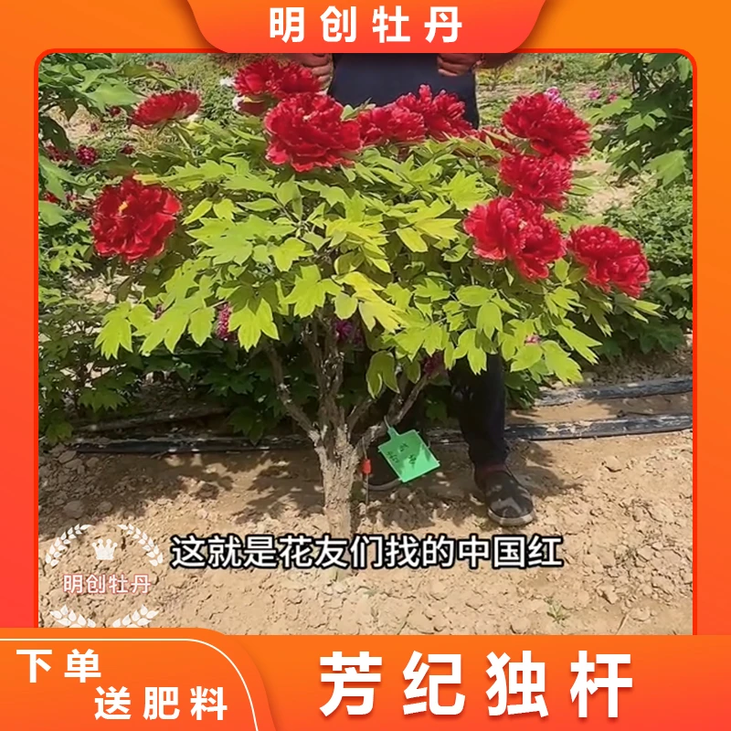 【芳纪独杆】十年老桩独杆国旗红正红色重瓣观赏牡丹别墅庭院种植