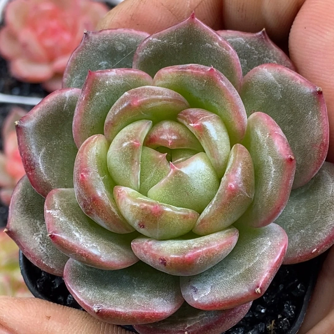 天官赐福百无禁忌