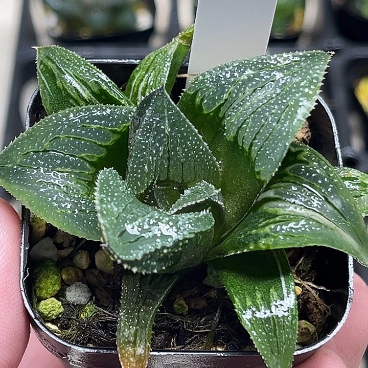 27巨大化芭提雅武藏锦