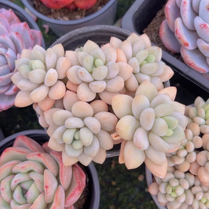 健健康康平平安安